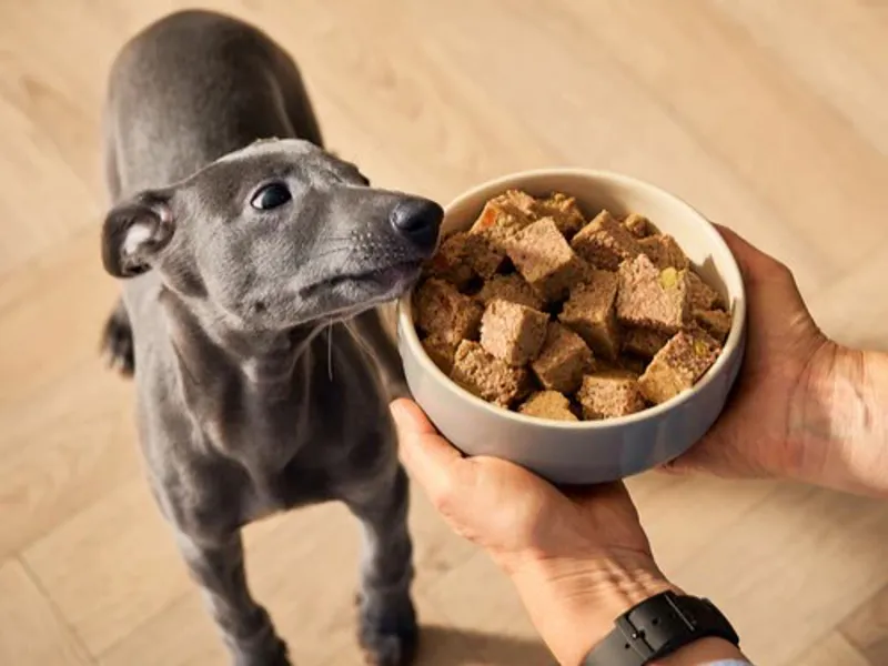 Pet Food