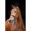 Salisbury Fairford Bridle In Black