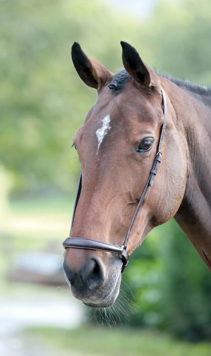 Blenheim Drop Noseband in Black