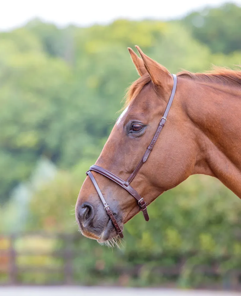 Blenheim Flash Noseband in Brown
