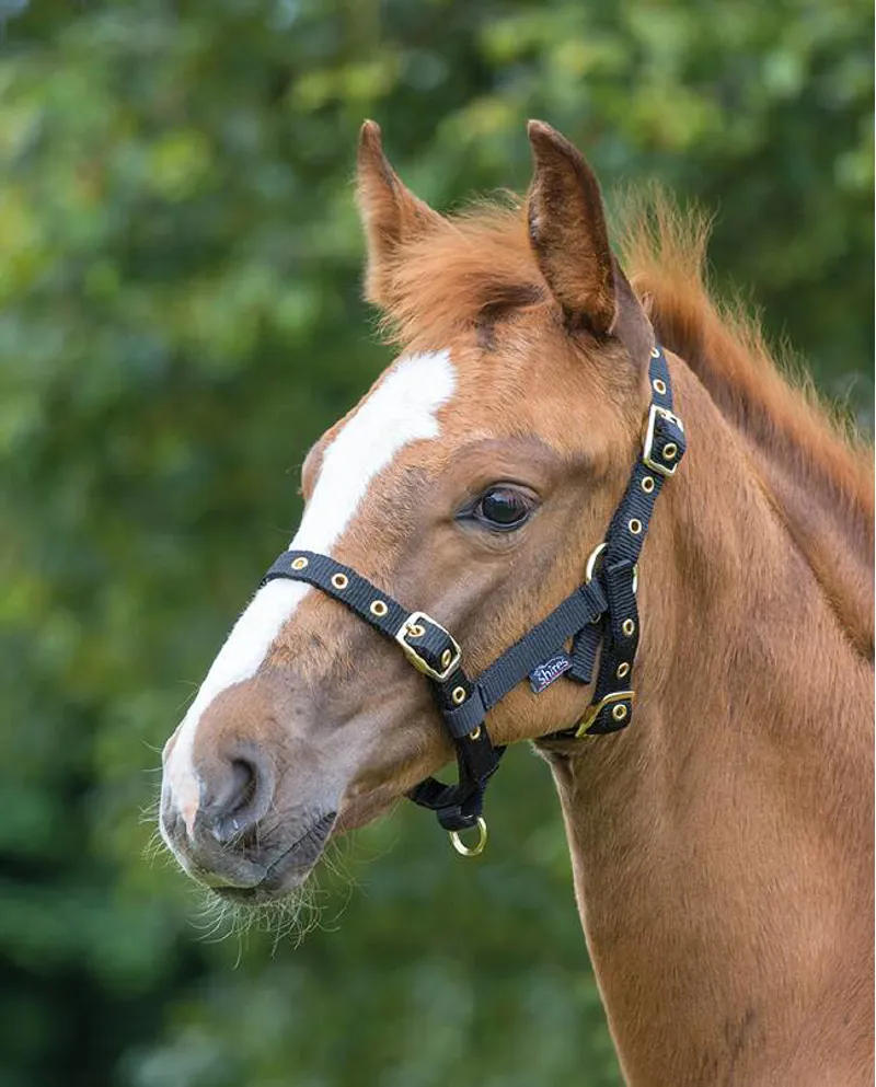 Shires Foal Headcollar In Black