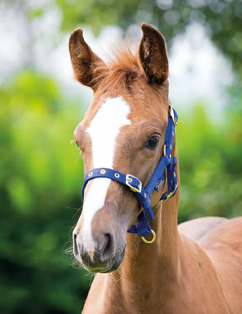 Shires Foal Headcollar In Blue