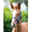 Shires Foal Headcollar In Blue