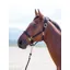 Shires Topaz Small Pony Nylon Headcollar In Black