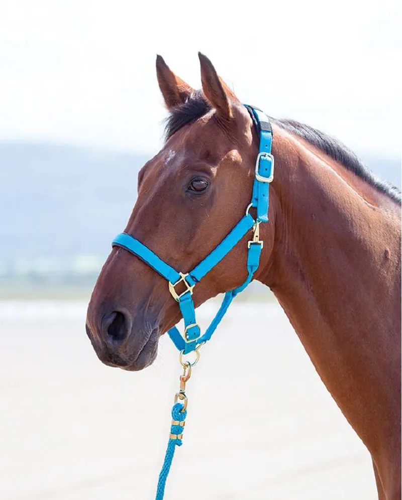 Shires Topaz Cob Nylon Headcollar In Blue