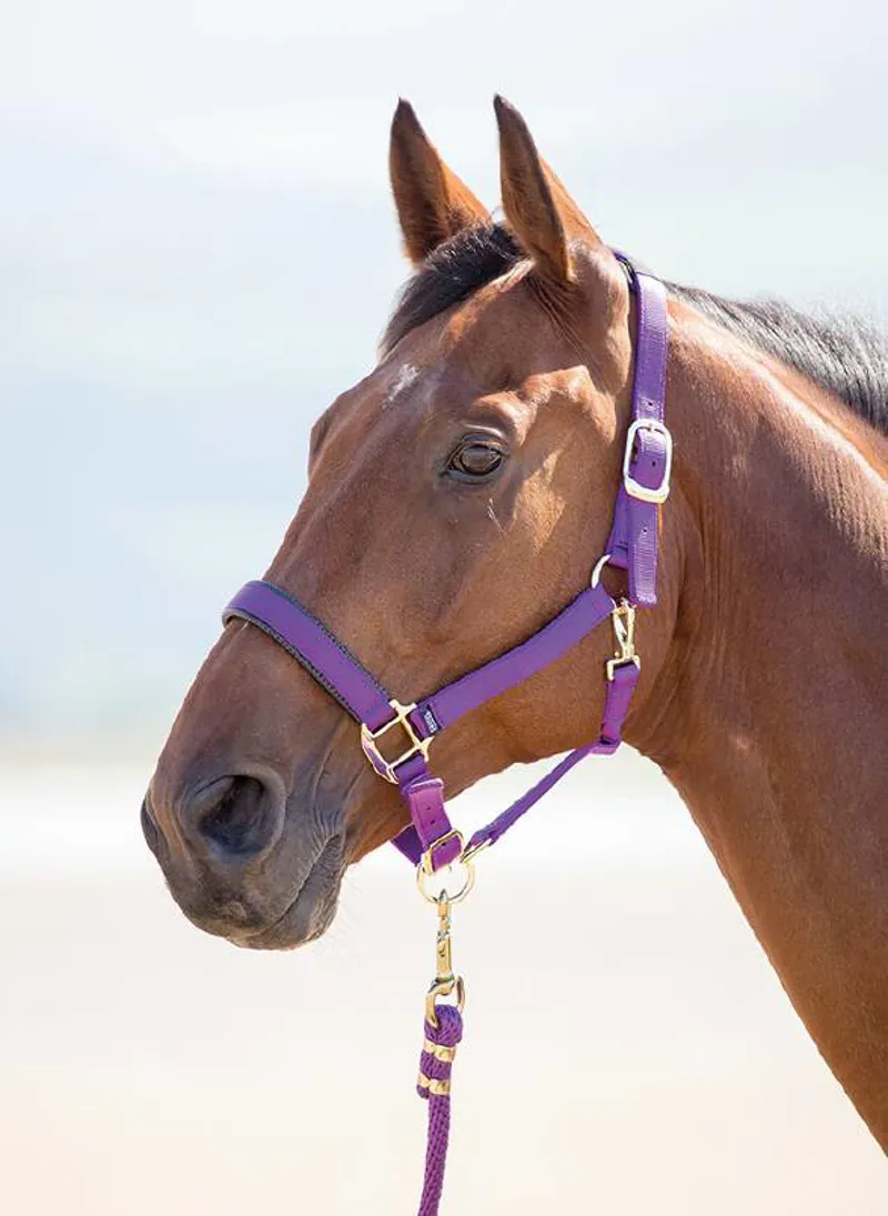 Shires Topaz Cob Nylon Headcollar In Purple