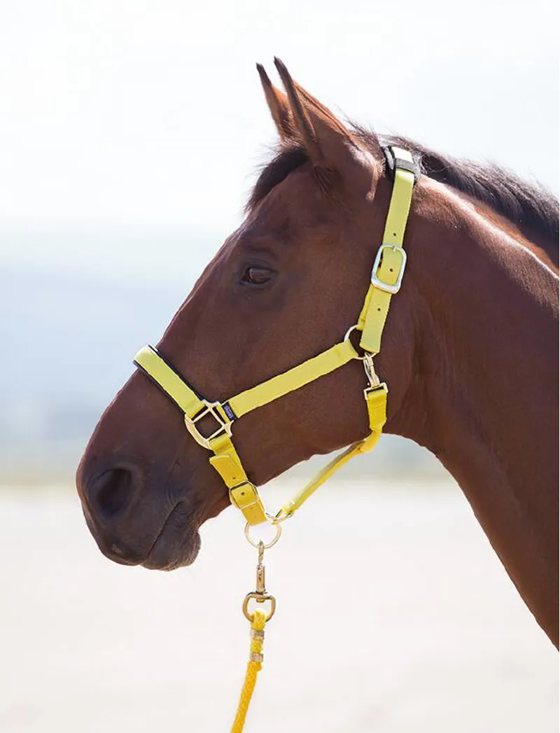 Shires Topaz XX Small Pony Nylon Headcollar In Yellow