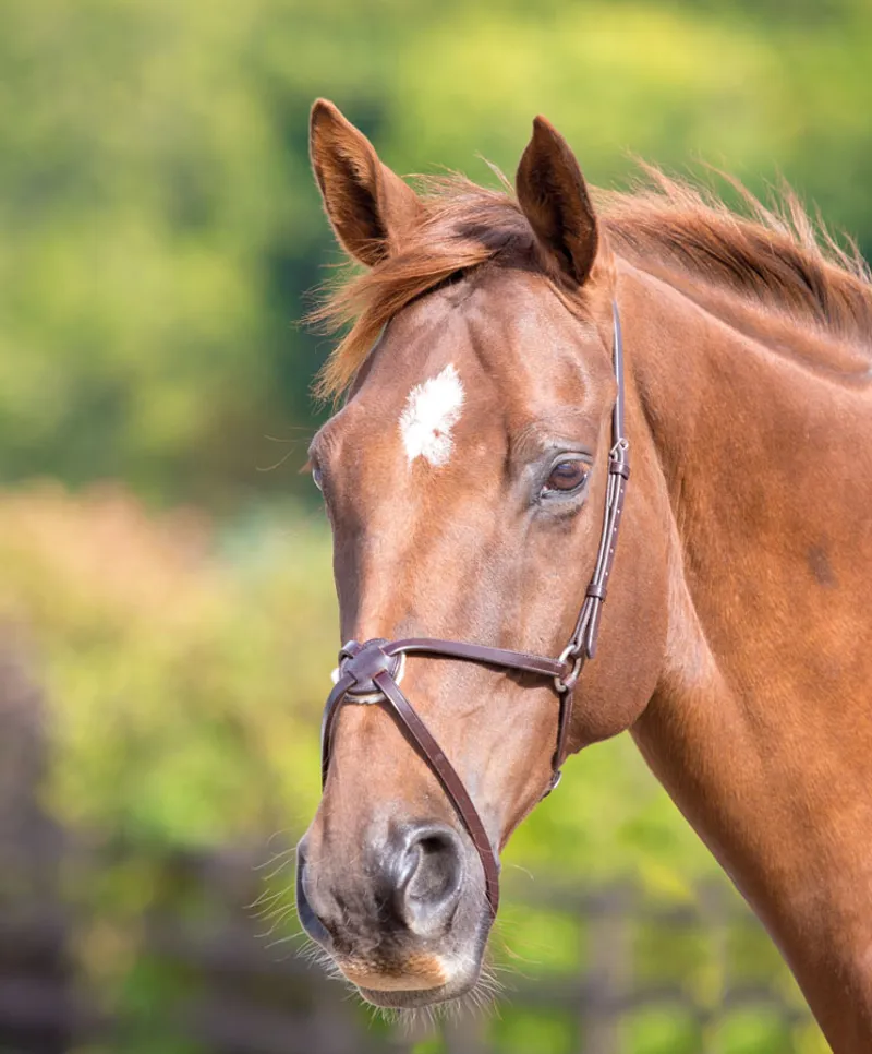 Blenheim Mexican Noseband in Brown