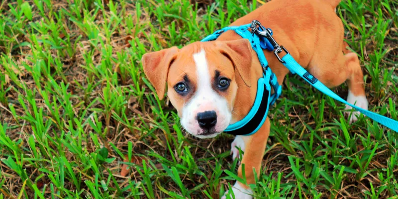 Dog Collars, Leads and Harnesses