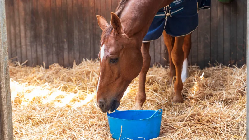 Shop Horse Feed - Balancers, Fibre & Specialist Nutrition for Every Horse