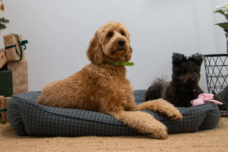 Dog Beds