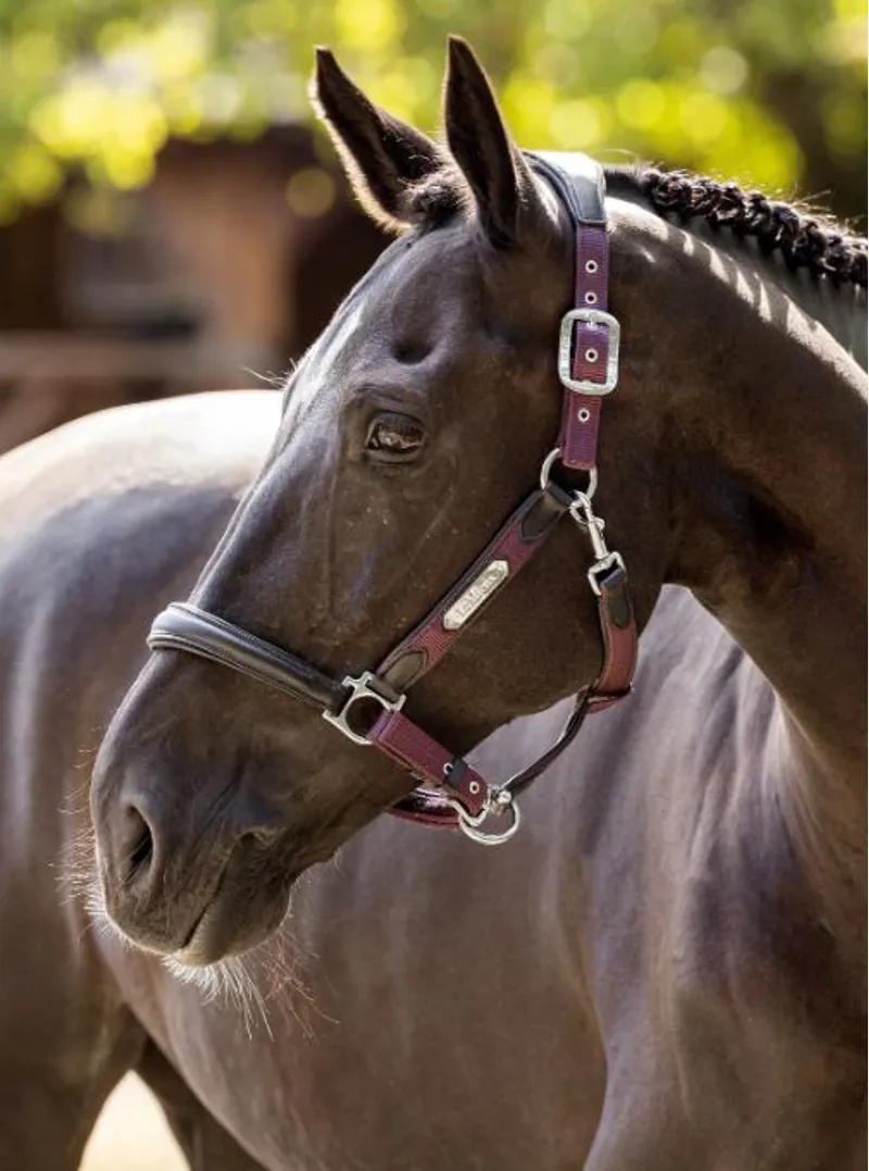 LeMieux Capella Headcollar in Fig