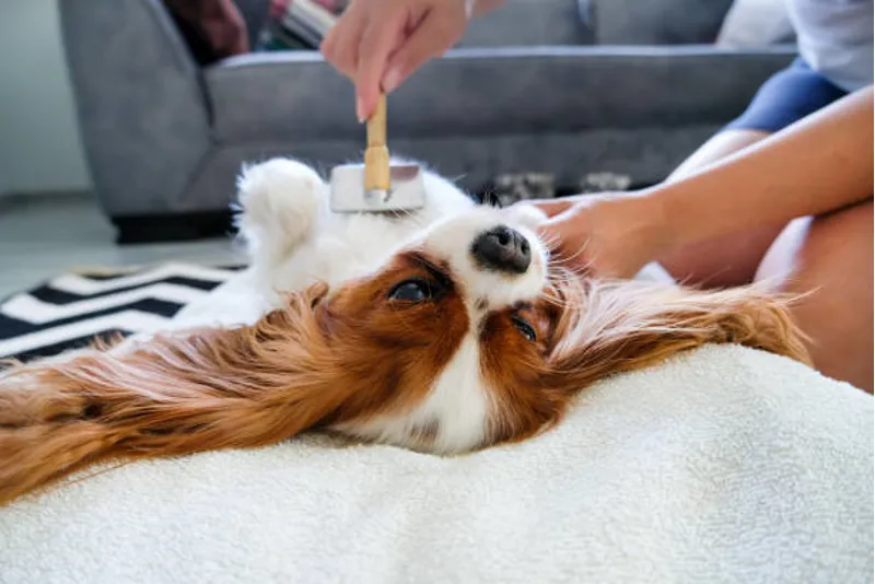 Pet Grooming