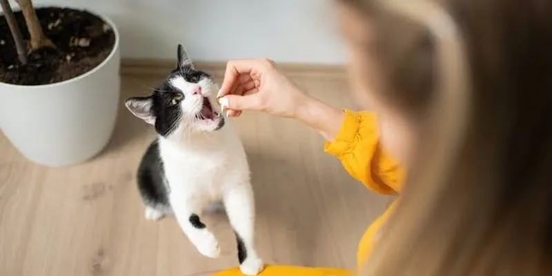 Pet Treats