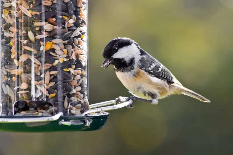 Wild and Pet Bird Feed 