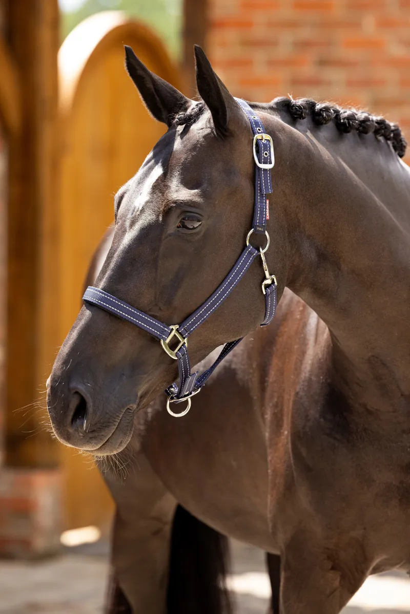 LeMieux Essential Yard Headcollar Navy-1