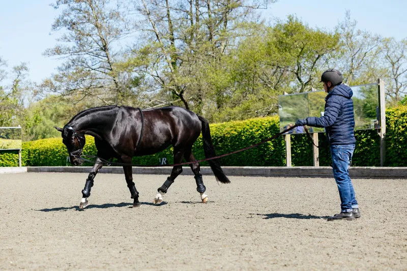 Lunging & Training Aids