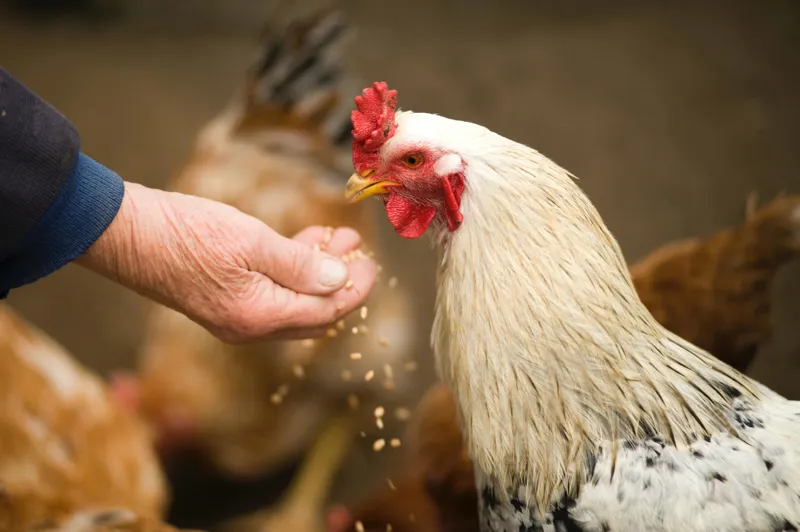 Complete Farm Feed Range - Nutrition for Poultry, Pigs, Sheep & More