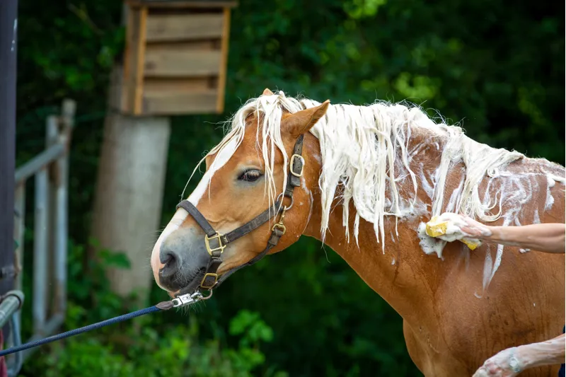 Horse Shampoos & Sprays