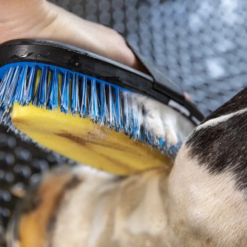 Ezi-Groom Grip Large Body Wash Brush Bright Blue-2