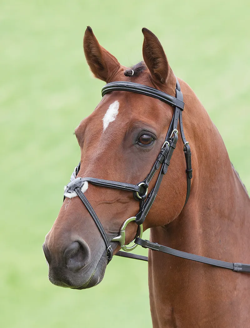 Salisbury Brackley Bridle Australian Nut Black