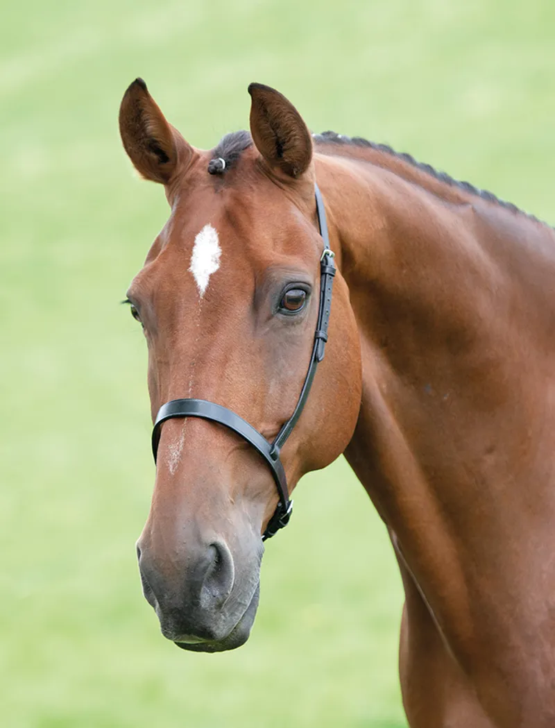 Blenheim Cavesson Noseband Havana
