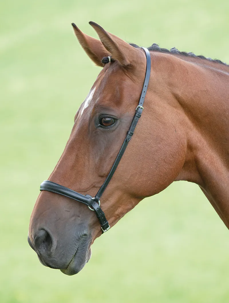 Blenheim Drop Noseband HAVANA