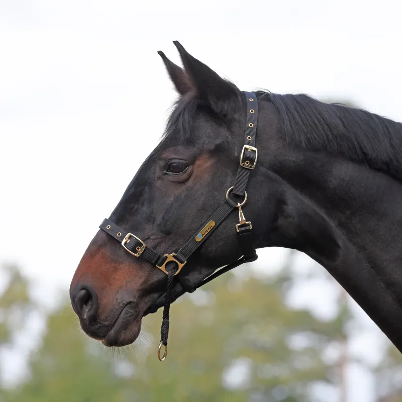 ARMA Control Headcollar Black-3