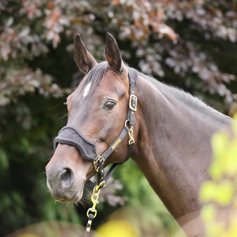 Arma Fleece Headcollar and Lead Rope Black-1