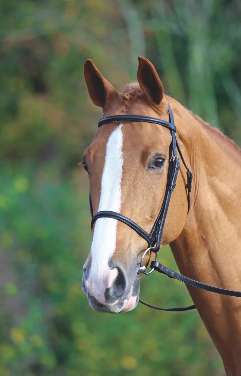 Velociti GARA Raised Cavesson Bridle Black