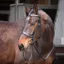 Velociti GARA Plain Bridle Black