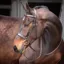 Velociti GARA Plain Bridle Havana