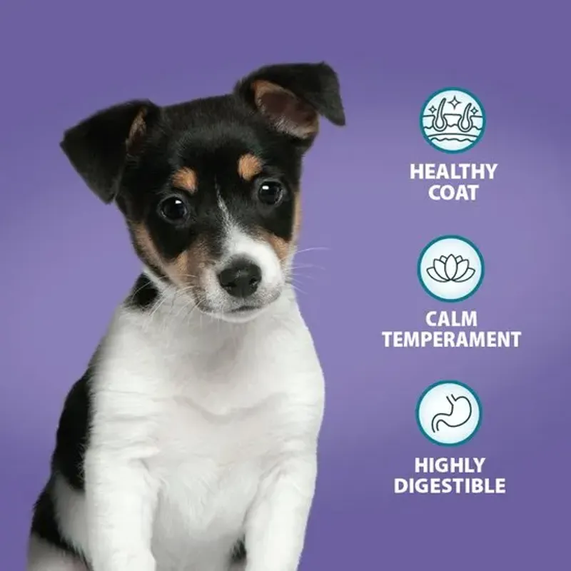 Burns Puppy and Small Dog Mini Bites-3