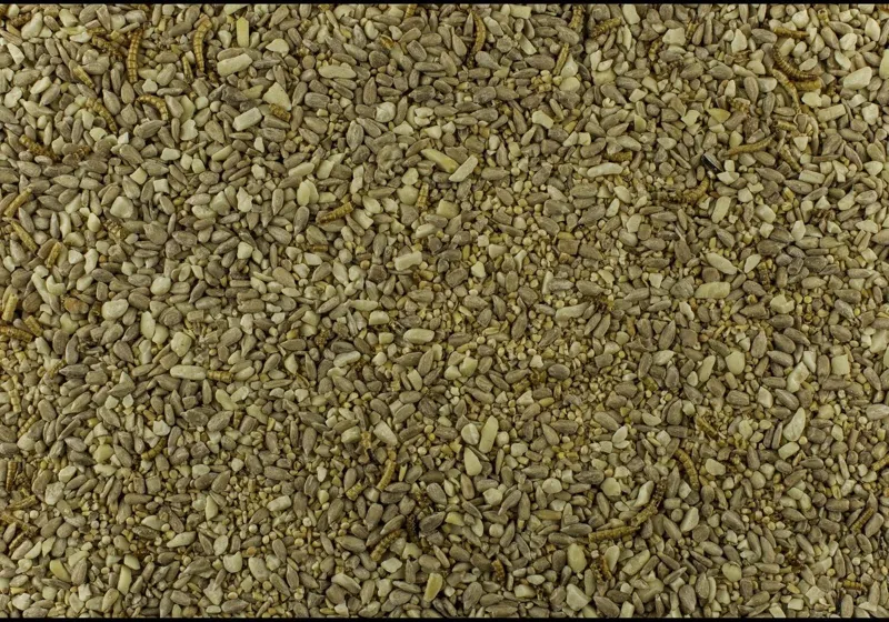 Johnston and Jeff Robin and Songbird Wild Bird seed-1