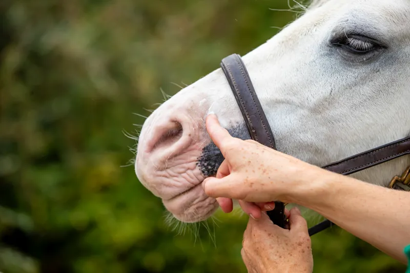 Biteback For Horses Sweet Relief Silver Cream 500g-1