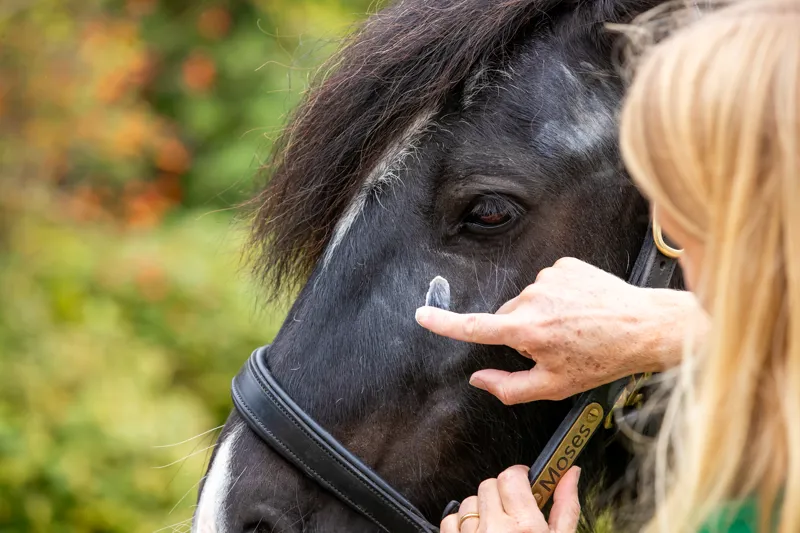 Biteback For Horses Sweet Relief Silver Cream 500g-3