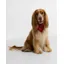 Barbour Dog Bandana in Cardinal Tartan