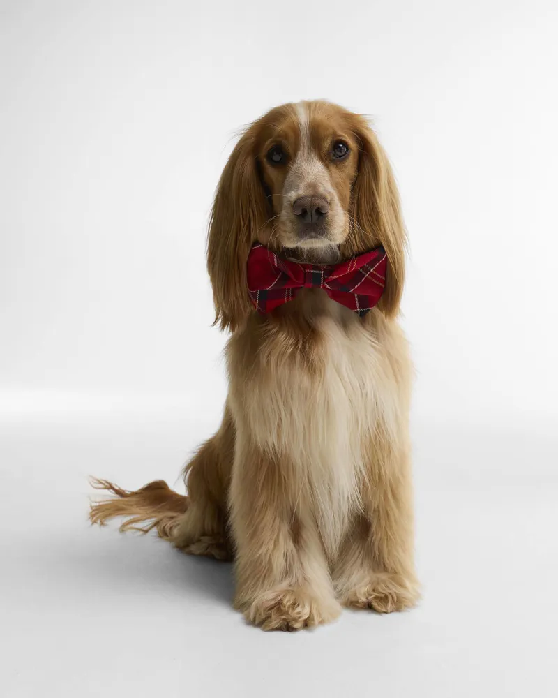 Barbour Dog Bow Tie in Cardinal Tartan