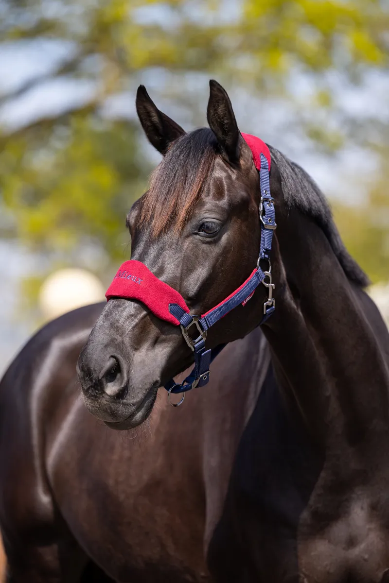  LeMieux Vogue Headcollar and Leadrope in Burgundy-5