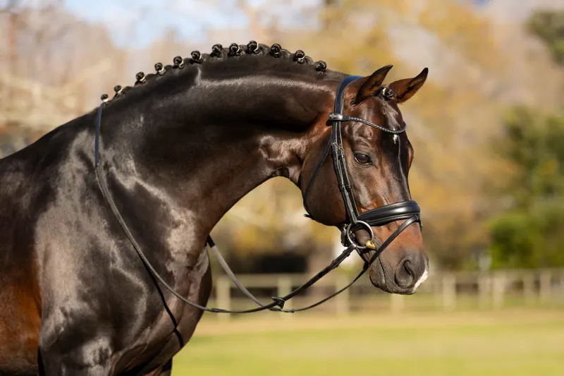 LeMieux Kudos Classic Dressage Bridle Black-5