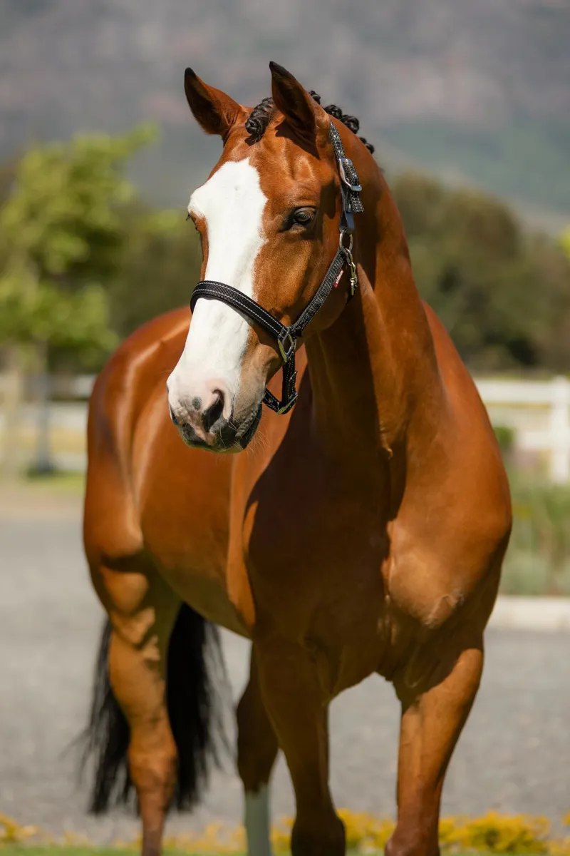  LeMieux Essential Yard Headcollar in Black-1
