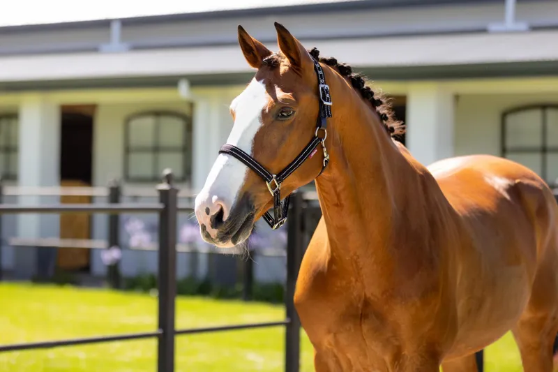  LeMieux Essential Yard Headcollar in Black-2
