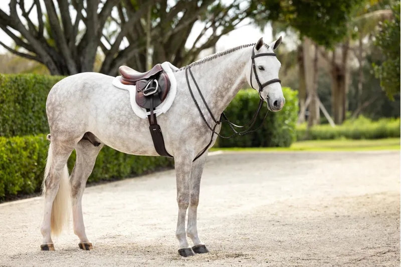  LeMieux Hunter Standing Martingale Havana/Silver-1