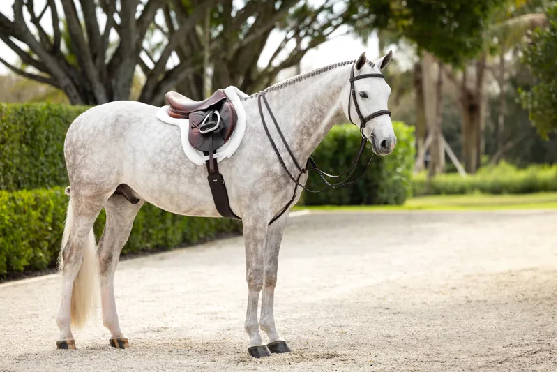 LeMieux Stitched Hunter Bridle With Laced Reins Havana/Silver-5