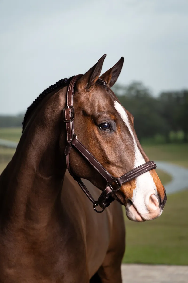 LeMieux Stitched Hunter Headcollar Havana-1