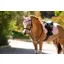 LeMieux Mini Classic Fly Hood Blossom
