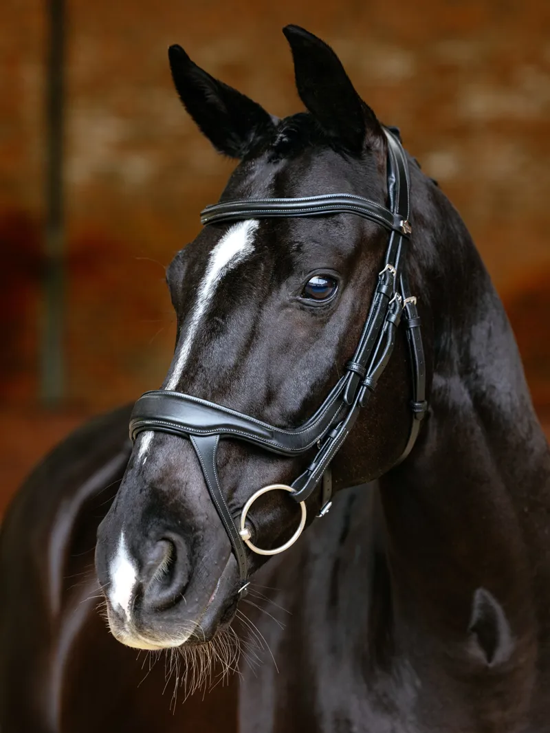 LeMieux Arika Split Noseband Bridle Black-4