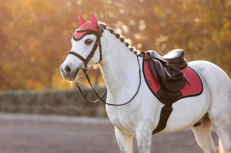 LeMieux Mini Classic Fly Hood Cranberry-4