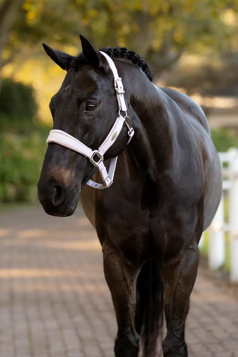 LeMieux Versailles Headcollar Lilac-2