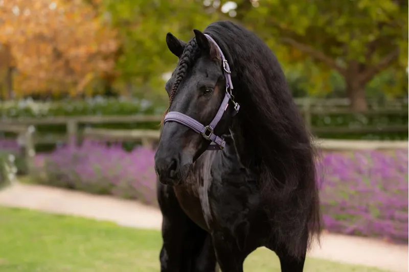 LeMieux Essence Headcollar Juniper-2